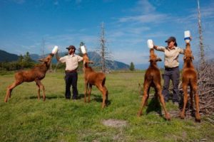 alaska-wildlife-conservation-center