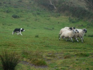 it-Sheep Dog Demo